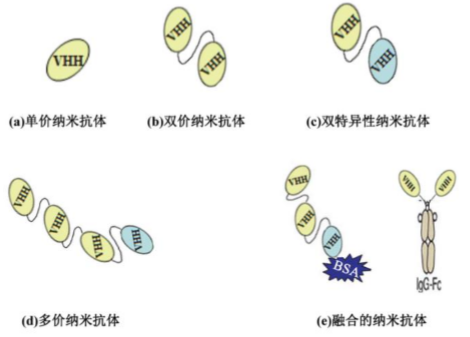 行研 | 納米抗體 – 抗體界的“百變星君”，如何突破抗體藥的激烈重圍？-肽度TIMEDOO