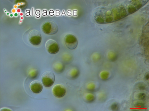 小球藻，Chlorella vulgaris Beyerinck ?(Algaebase:5688)